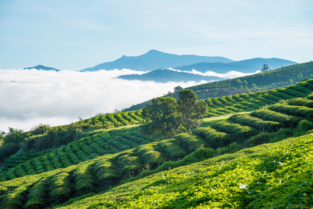 Lạc vào chốn “tiên cảnh" khi đến với đồi chè Cầu Đất 